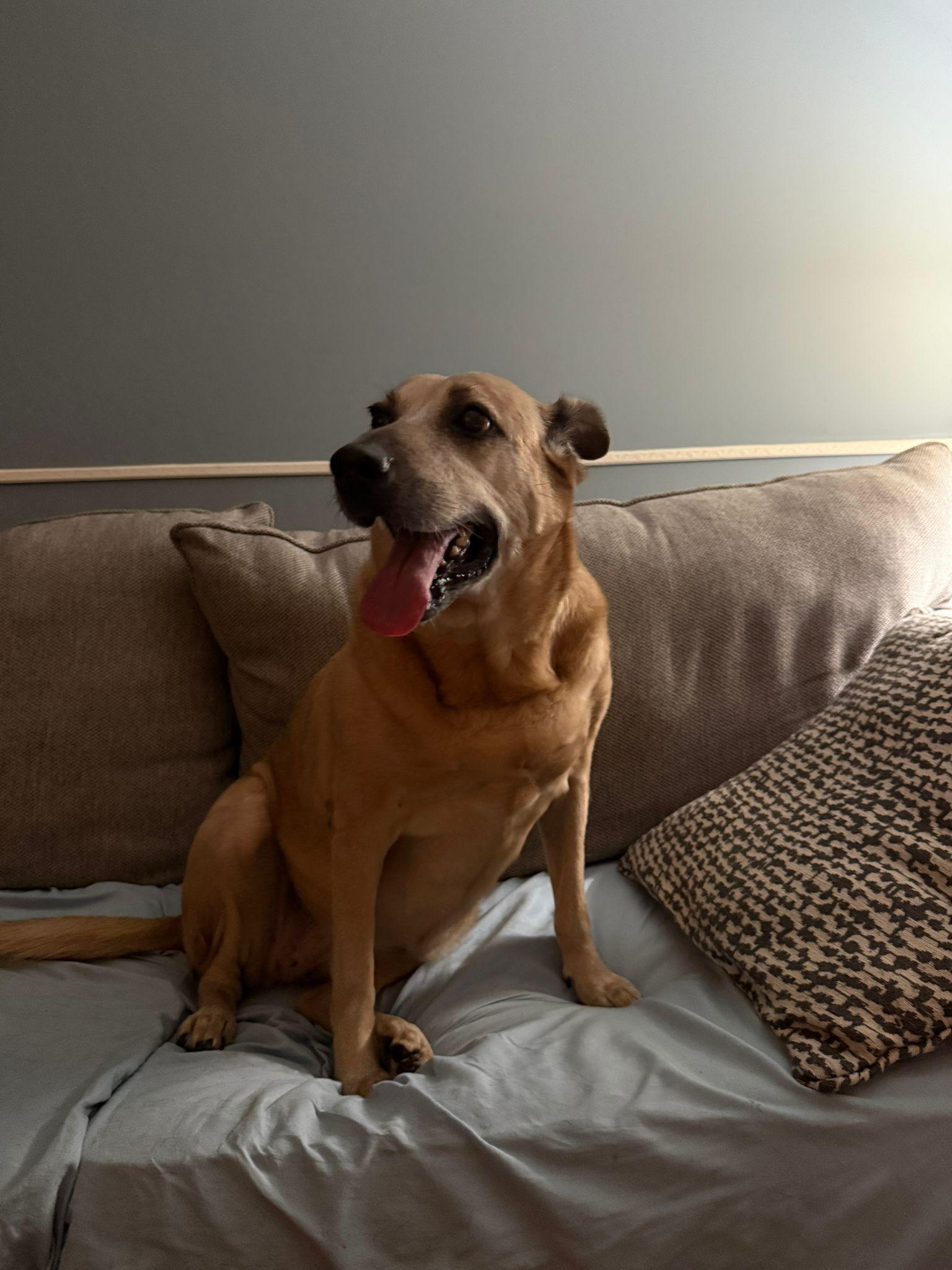 Sweet Sofia... Sad & Still homeless Sofia, adopted, Senior Female Black Mouth Cur & Labrador Retriever.