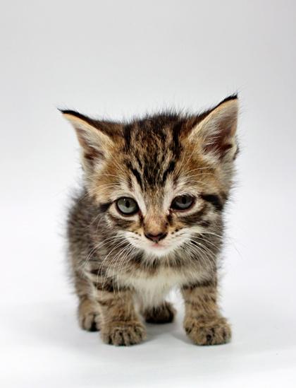 Enlarge Taffy, a Adoptable mixed breed in Morton Grove, IL image 1/1