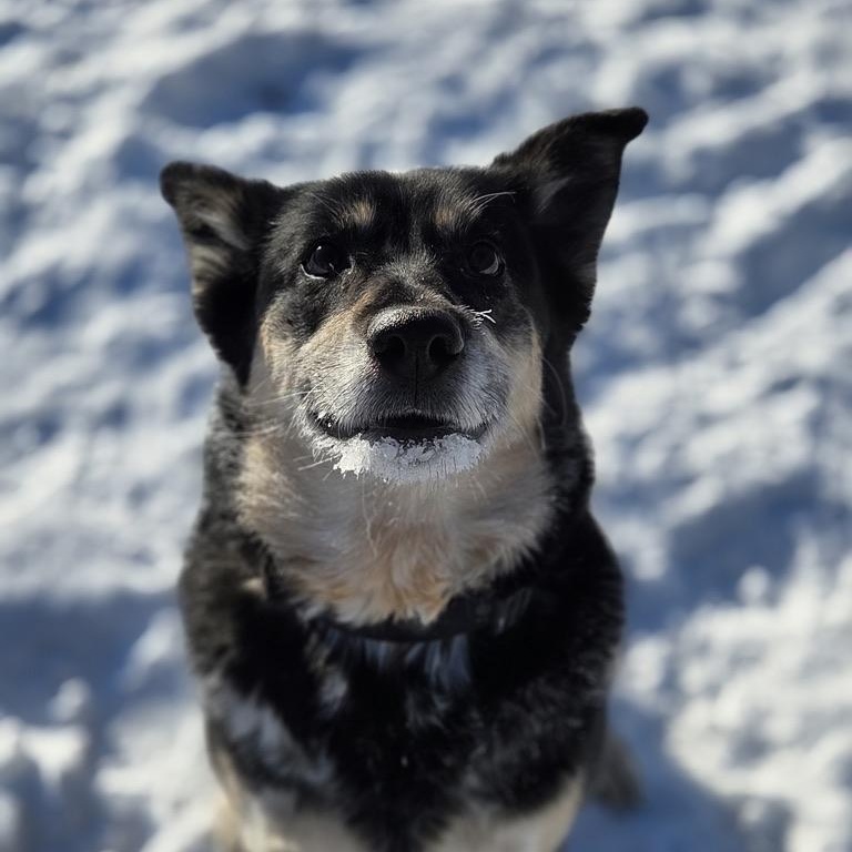 Caitlyn, a ADOPTABLE mixed breed in Park Rapids, MN image 1/2