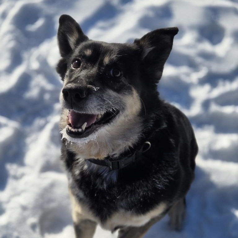 Caitlyn, a ADOPTABLE mixed breed in Park Rapids, MN image 2/2