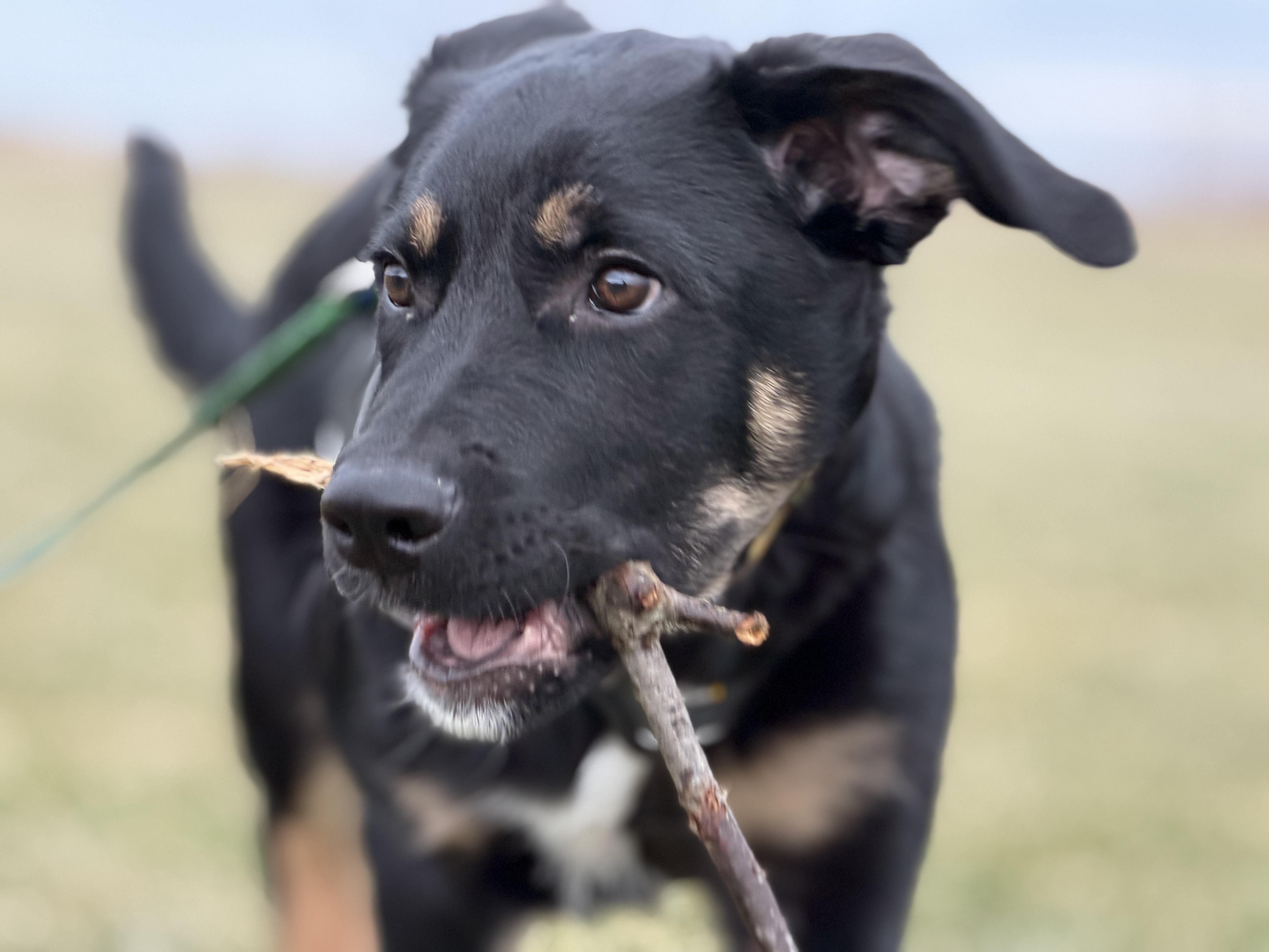 Enlarge Mowgli, a ADOPTABLE mixed breed in Oshawa, ON image 2/5