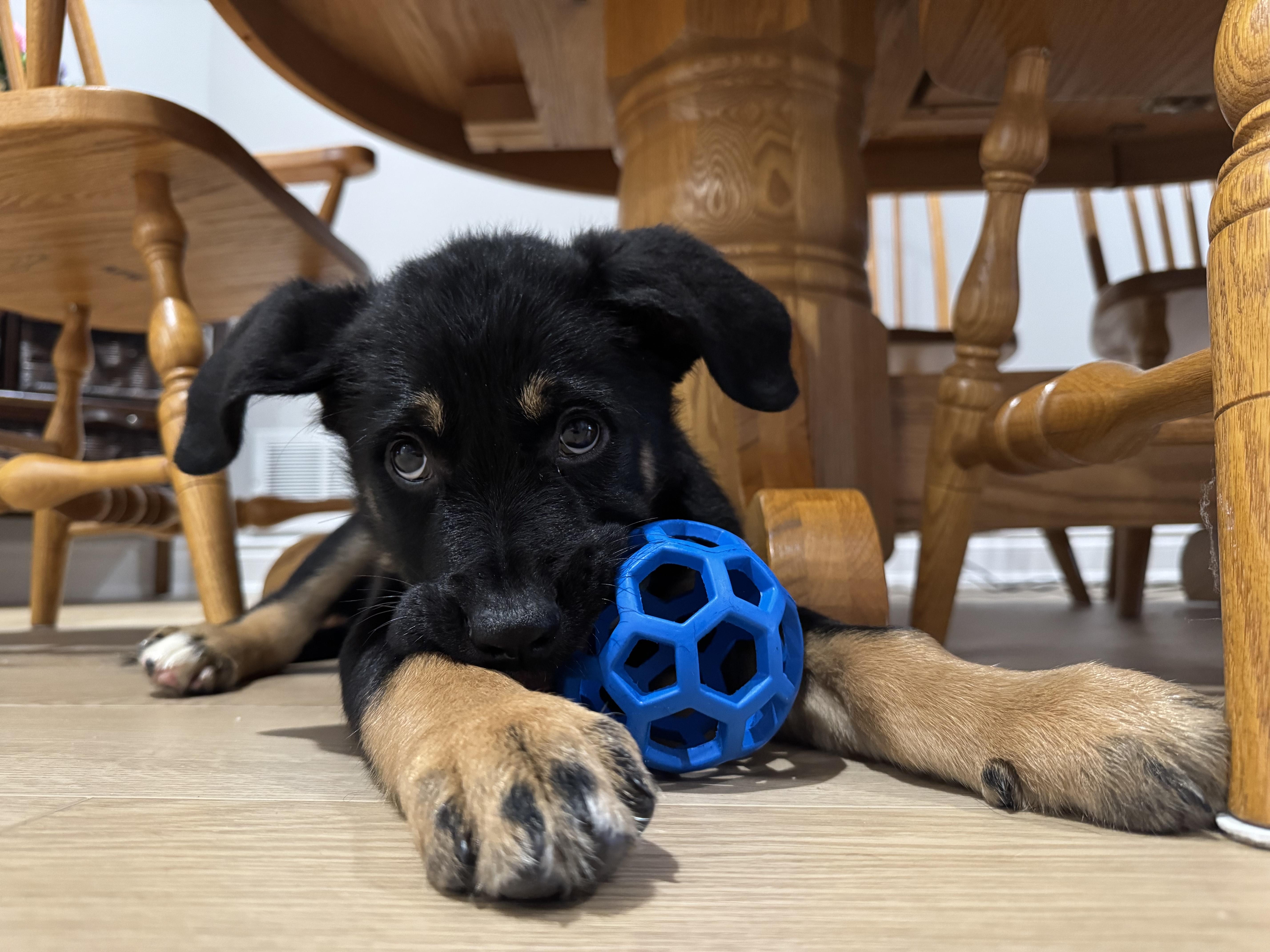 Enlarge Mowgli, a ADOPTABLE mixed breed in Oshawa, ON image 1/4
