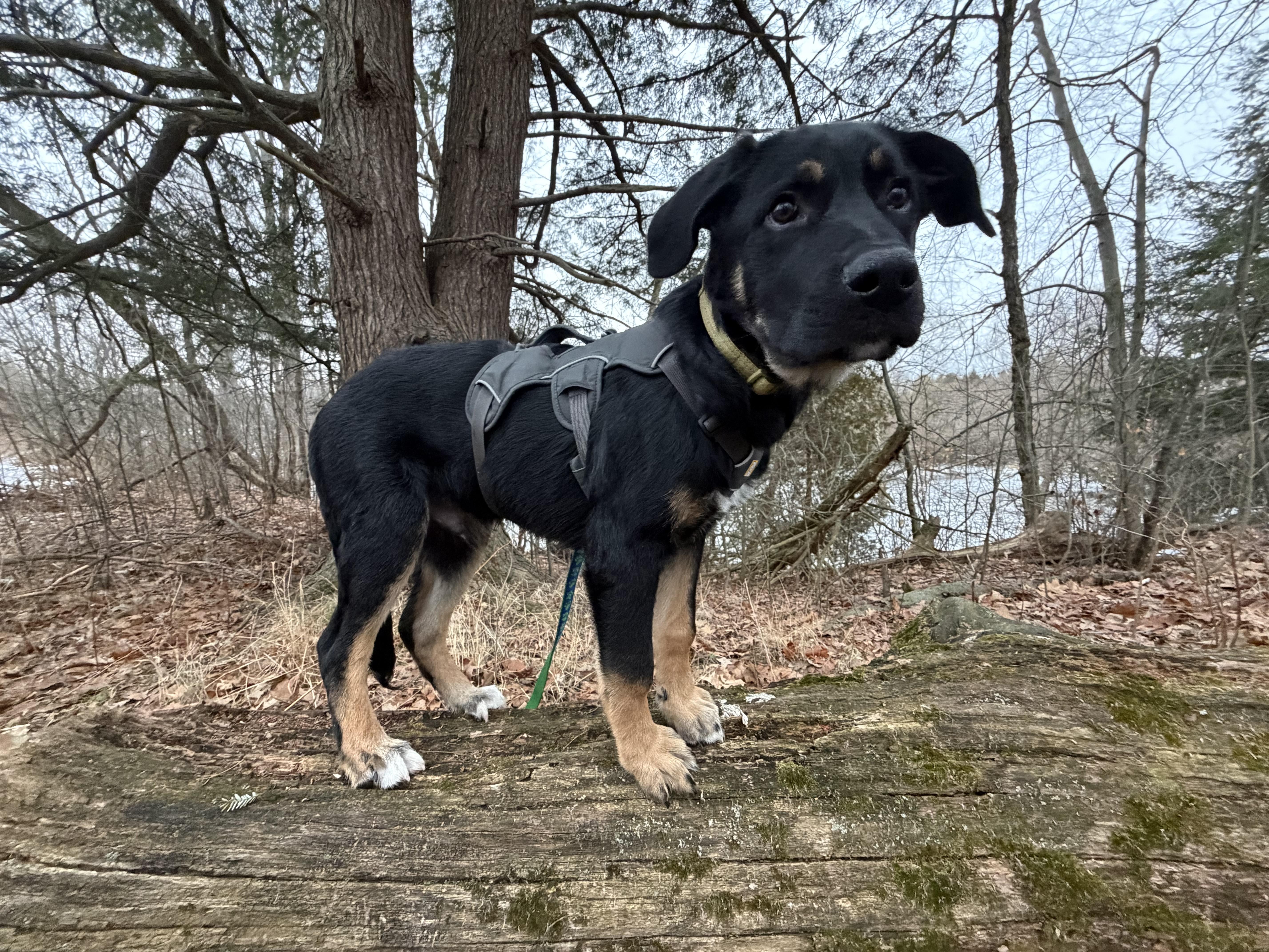 Enlarge Mowgli, a ADOPTABLE mixed breed in Oshawa, ON image 3/5