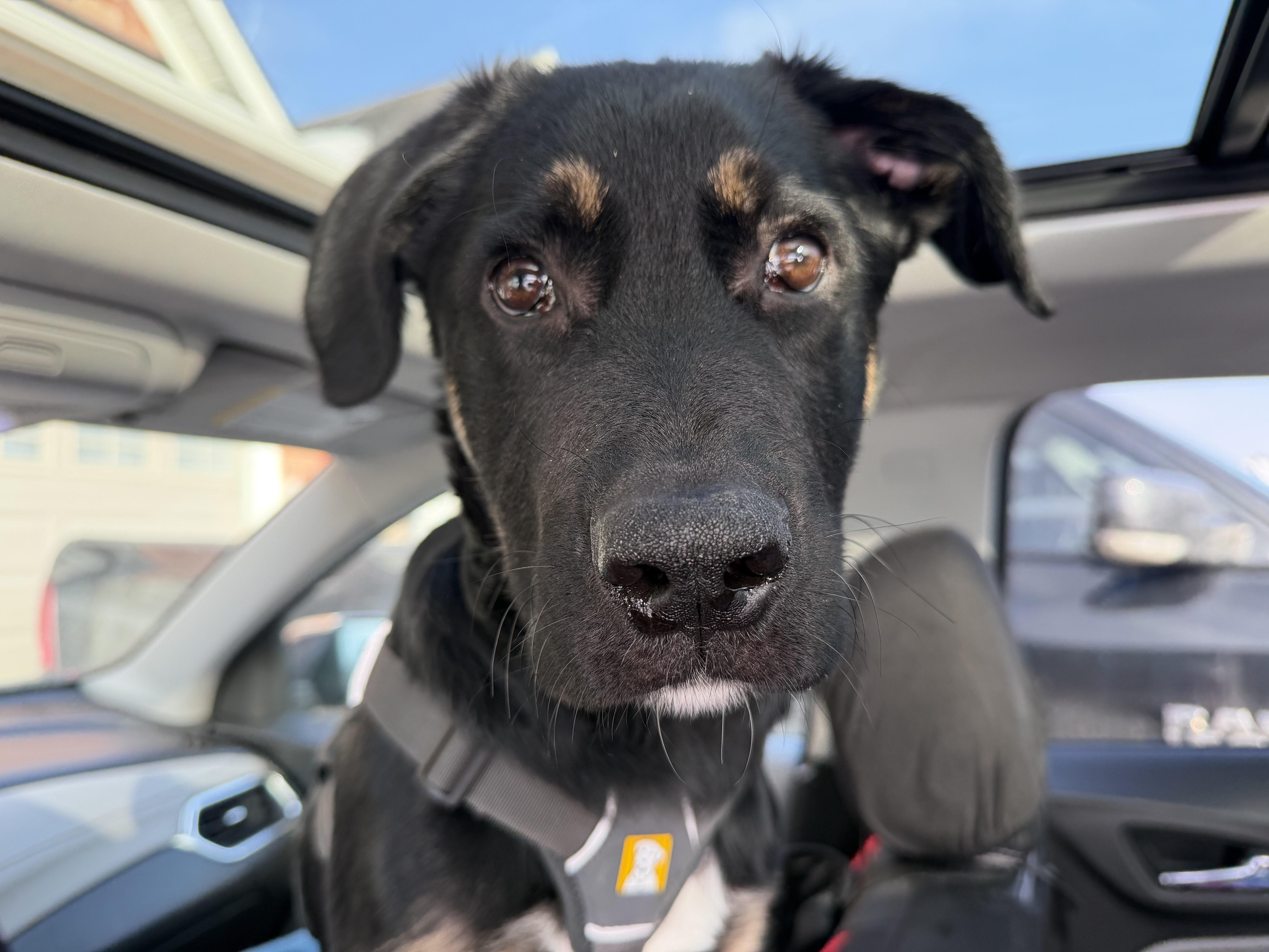 Enlarge Mowgli, a ADOPTABLE mixed breed in Oshawa, ON image 5/5