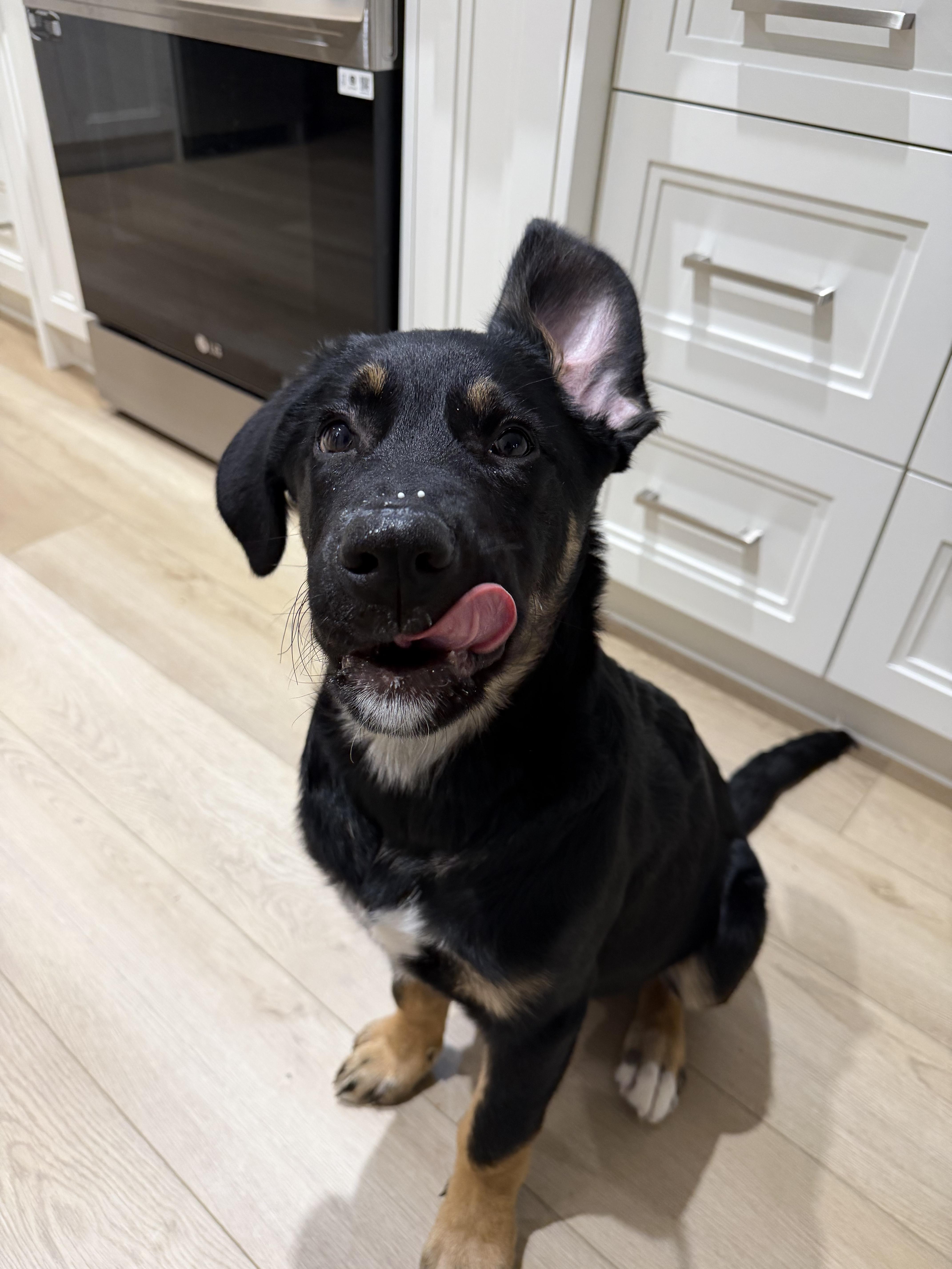 Mowgli, ADOPTABLE, Puppy Male Mixed Breed.