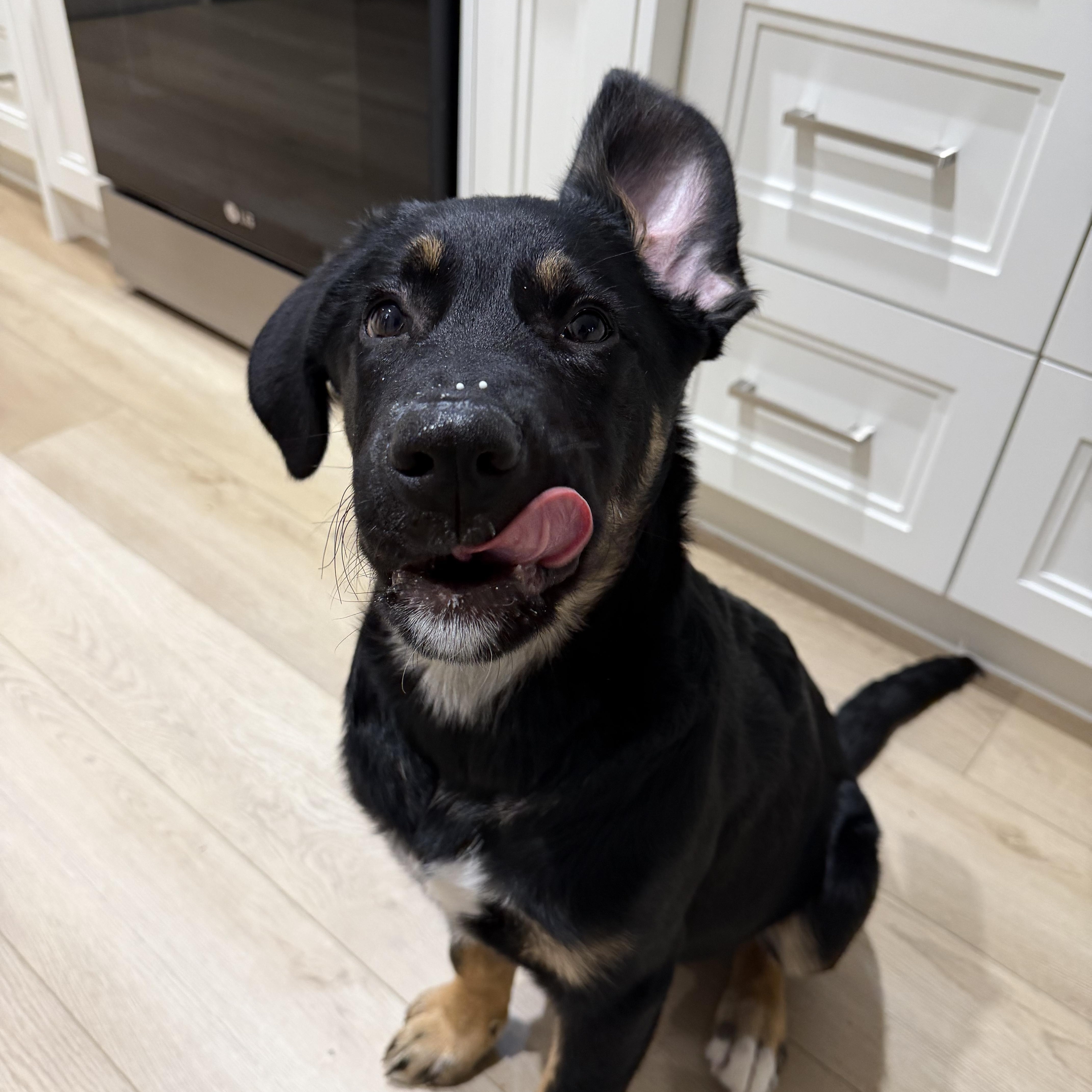 Enlarge Mowgli, a ADOPTABLE mixed breed in Oshawa, ON image 1/5