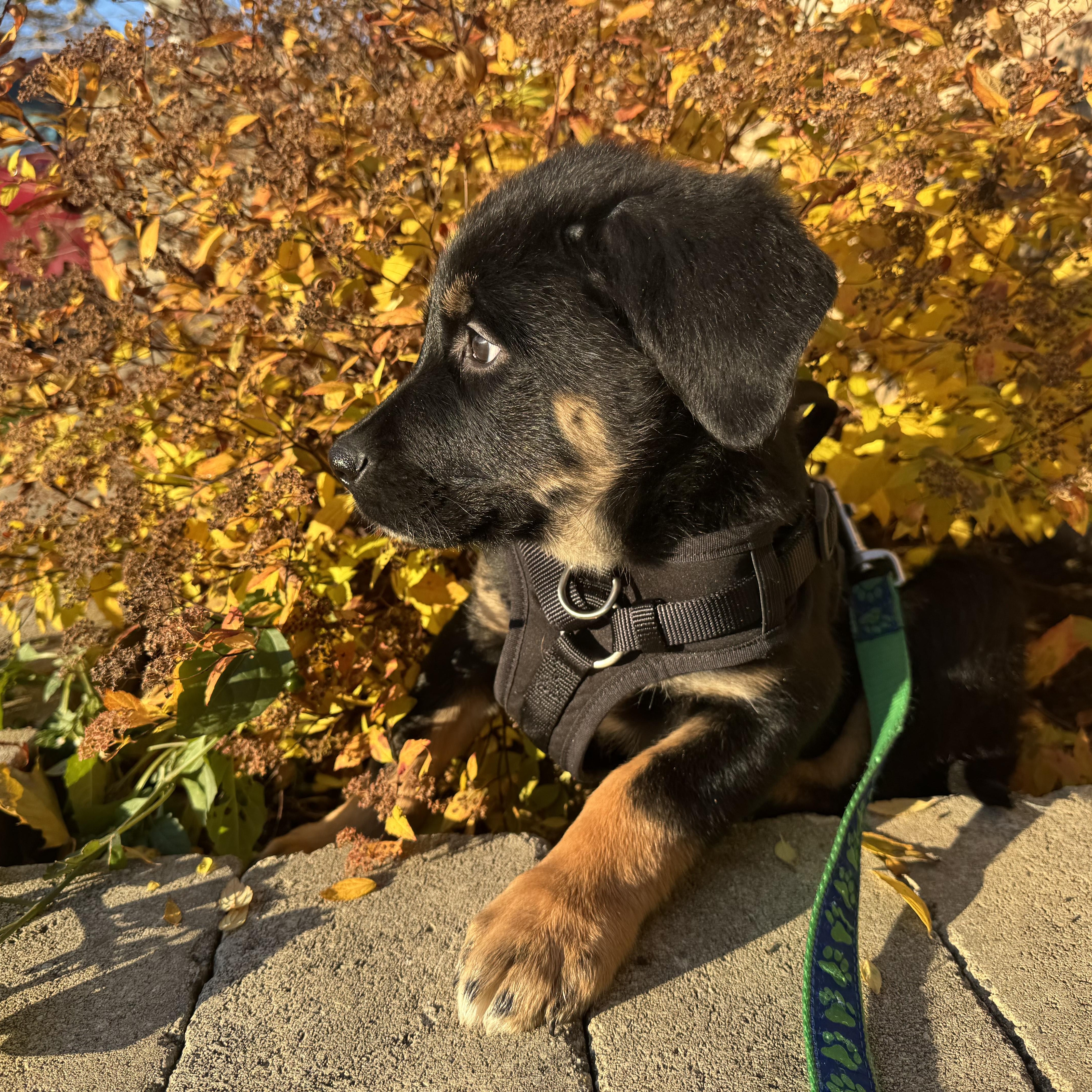 Enlarge Mowgli, a ADOPTABLE mixed breed in Oshawa, ON image 2/4