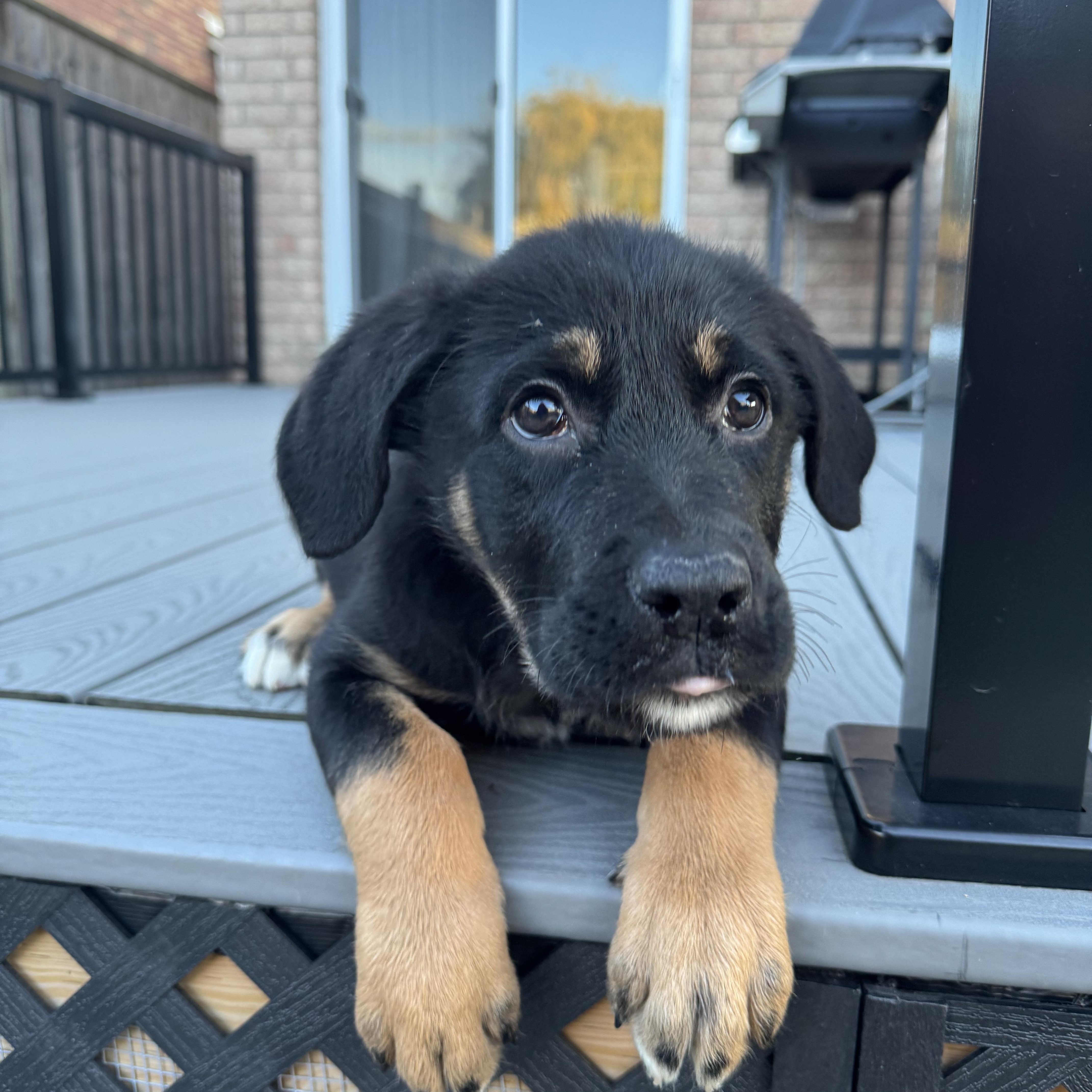 Enlarge Mowgli, a ADOPTABLE mixed breed in Oshawa, ON image 3/4