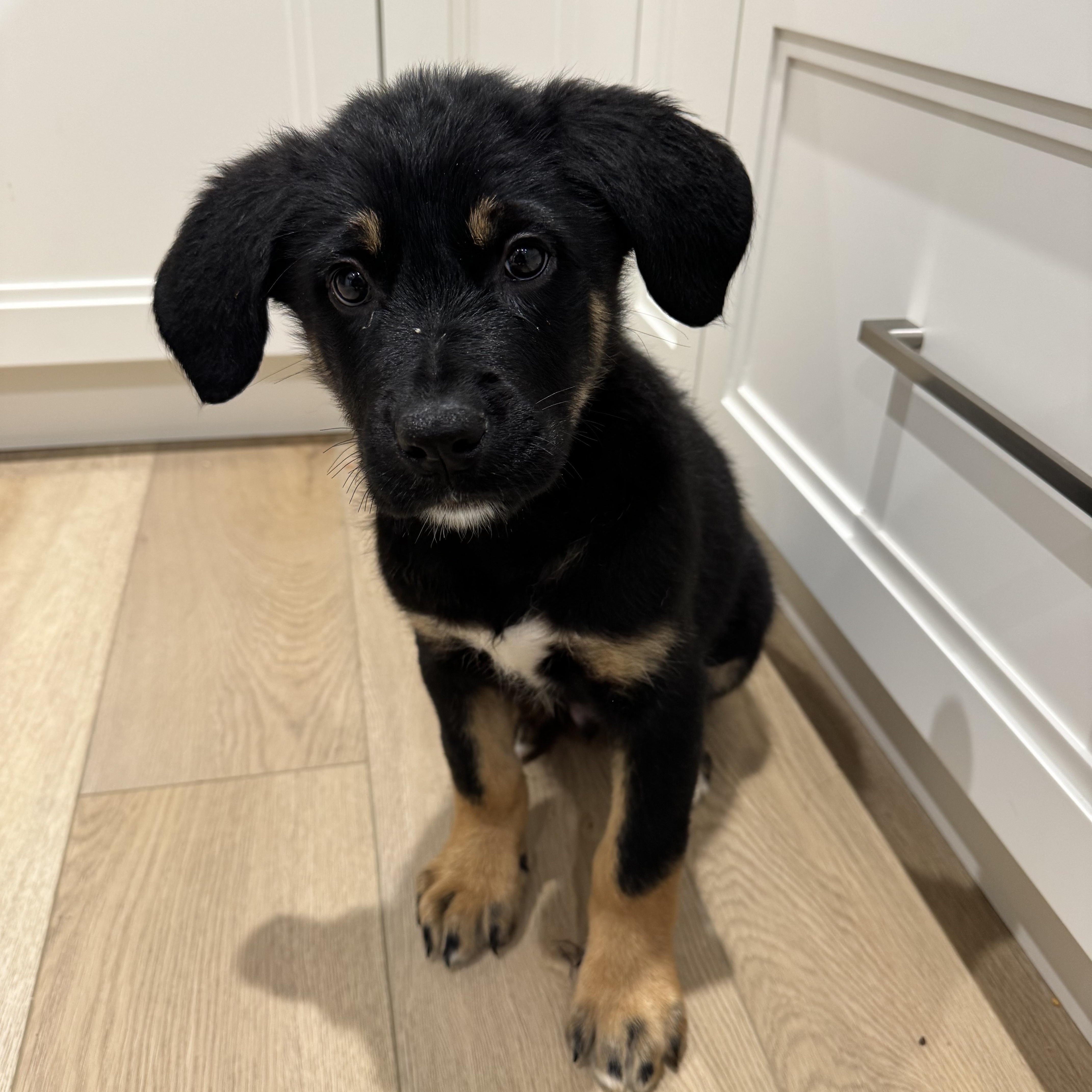 Enlarge Mowgli, a ADOPTABLE mixed breed in Oshawa, ON image 4/4