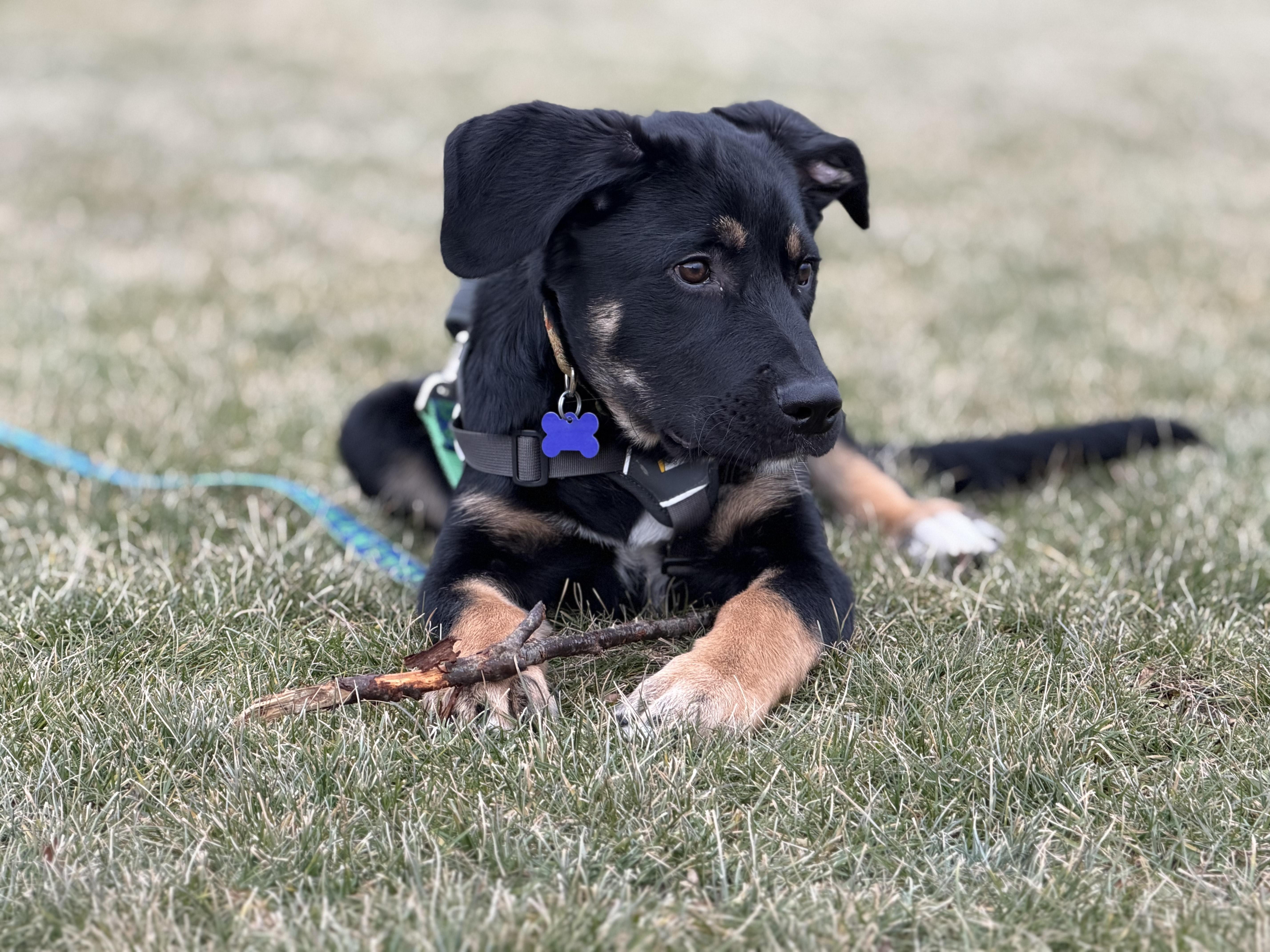 Enlarge Mowgli, a ADOPTABLE mixed breed in Oshawa, ON image 4/5