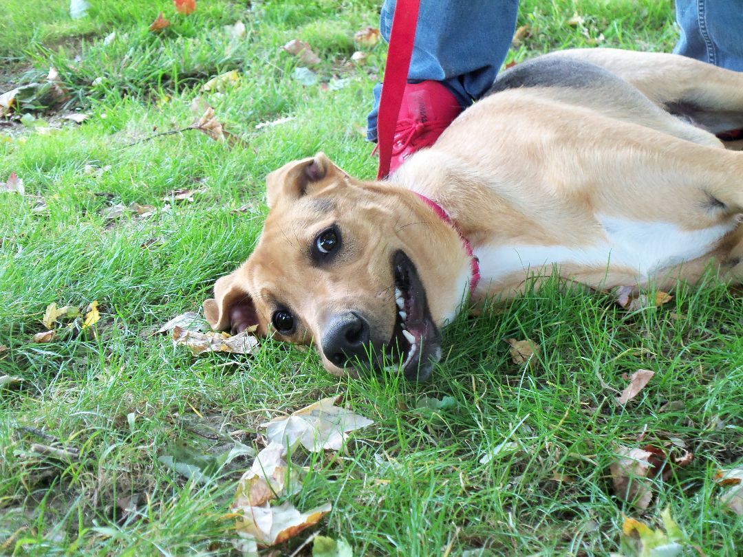 Radar, a Adoptable mixed breed in Osgood, IN image 1/10