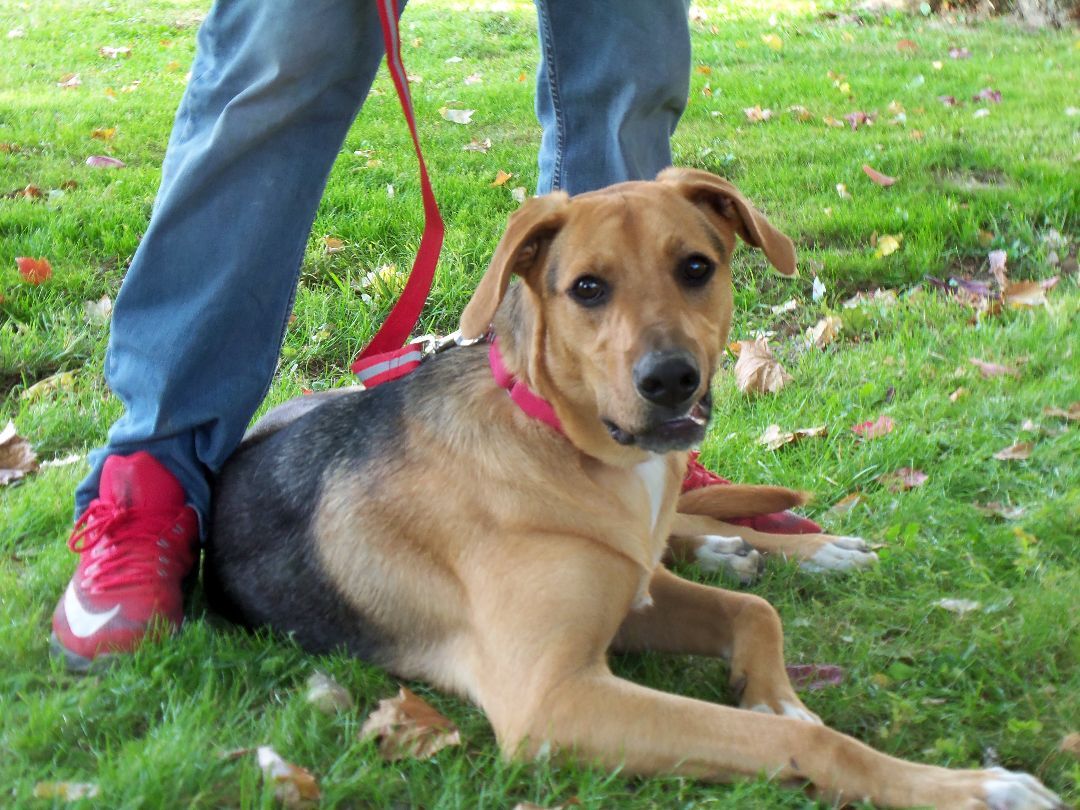 Radar, a Adoptable mixed breed in Osgood, IN image 2/10