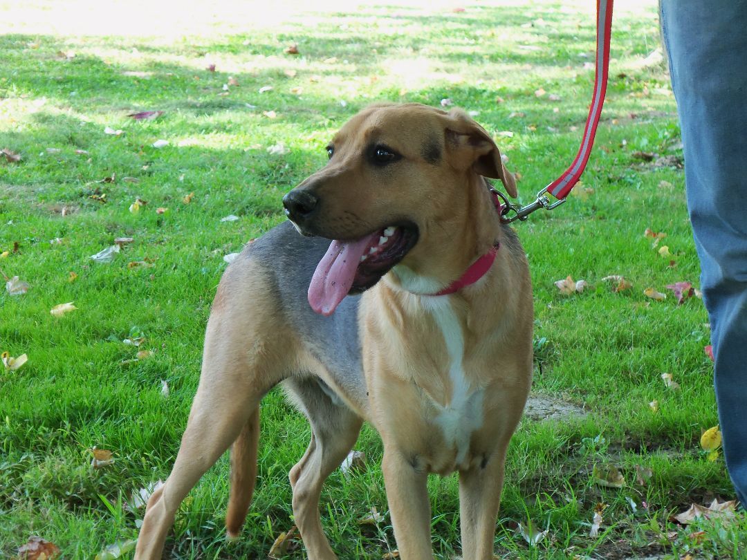 Radar, a Adoptable mixed breed in Osgood, IN image 3/10