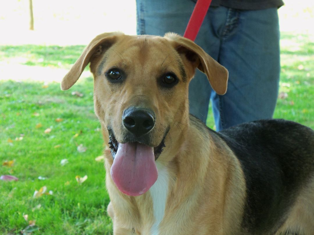 Radar, a Adoptable mixed breed in Osgood, IN image 4/10