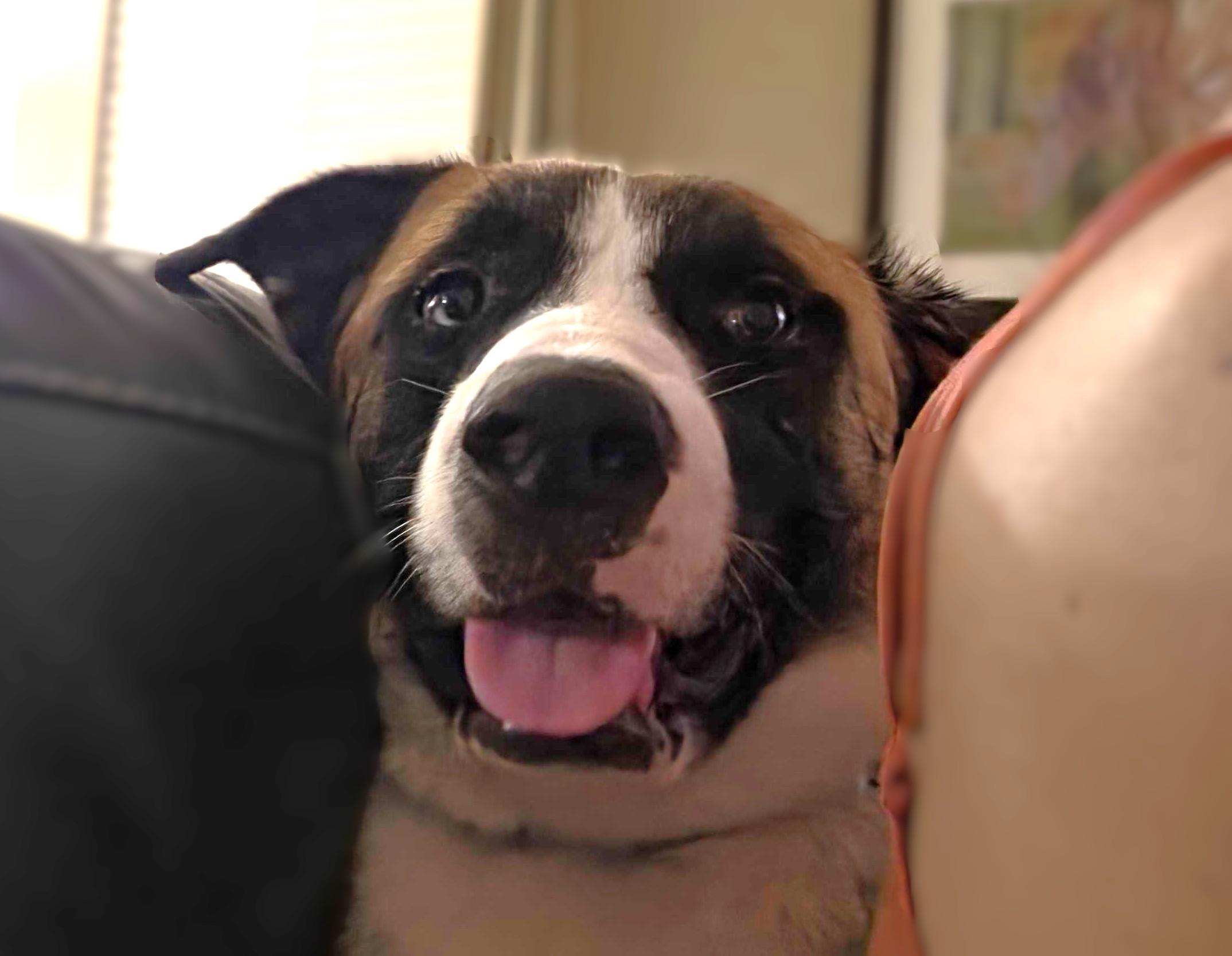 odin, a Adoptable mixed breed in Austin, TX image 4/6