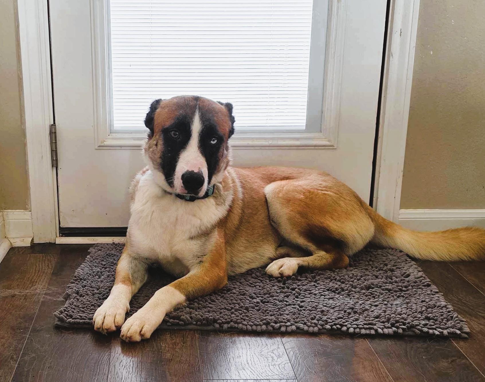 odin, a Adoptable mixed breed in Austin, TX image 2/6