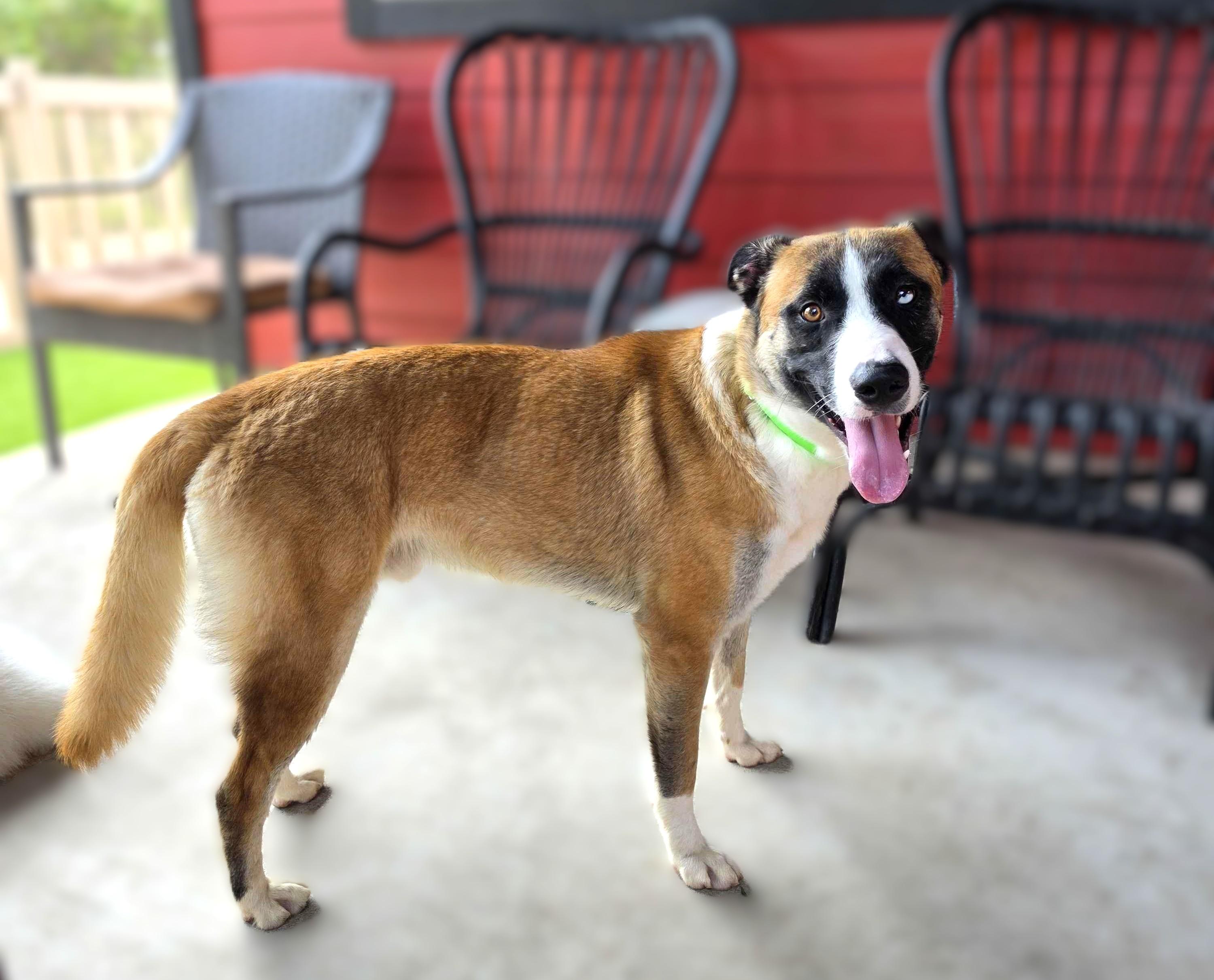 odin, Adoptable, Adult Male Belgian Shepherd / Malinois & Husky.