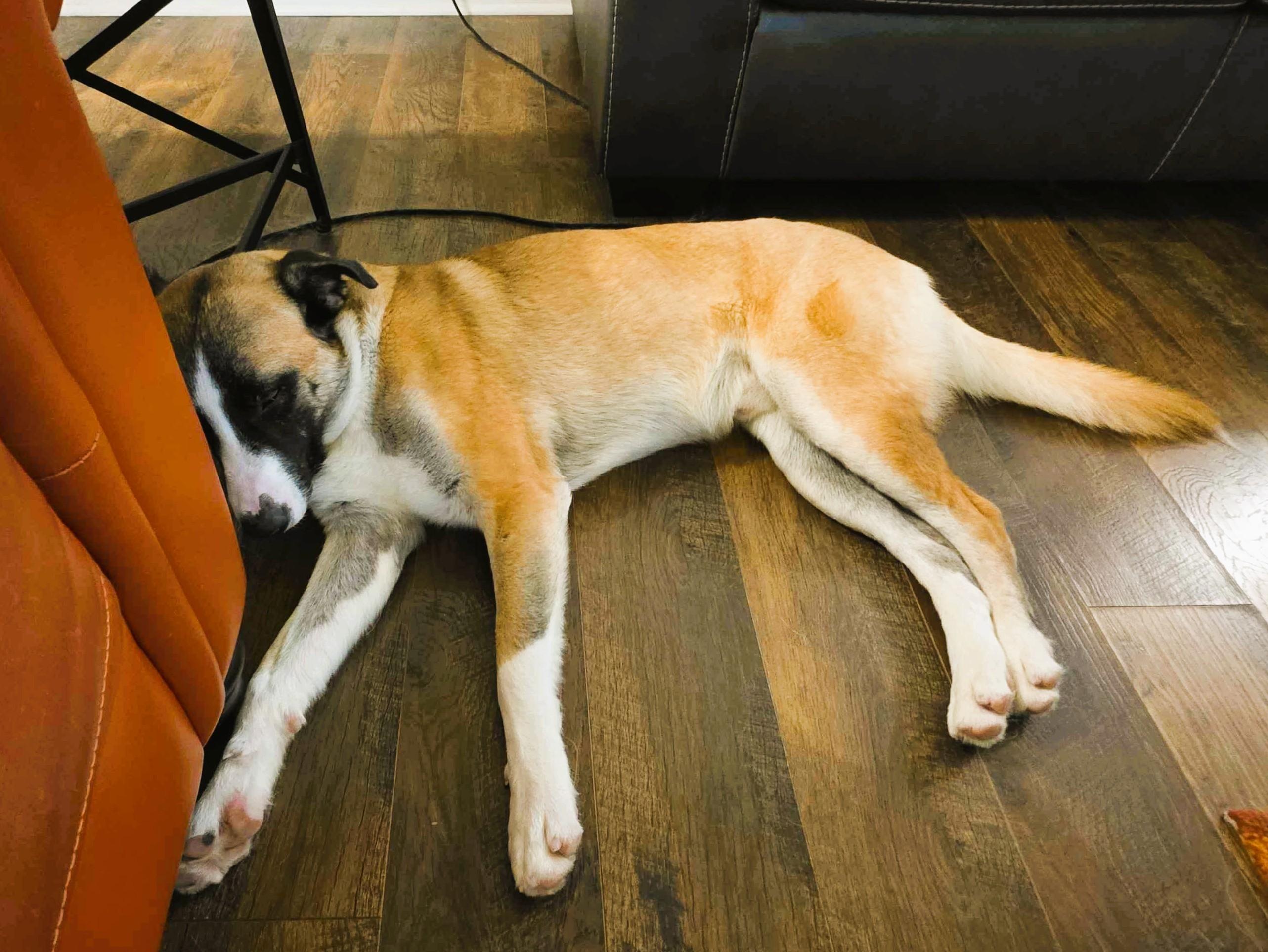 odin, a Adoptable mixed breed in Austin, TX image 3/6