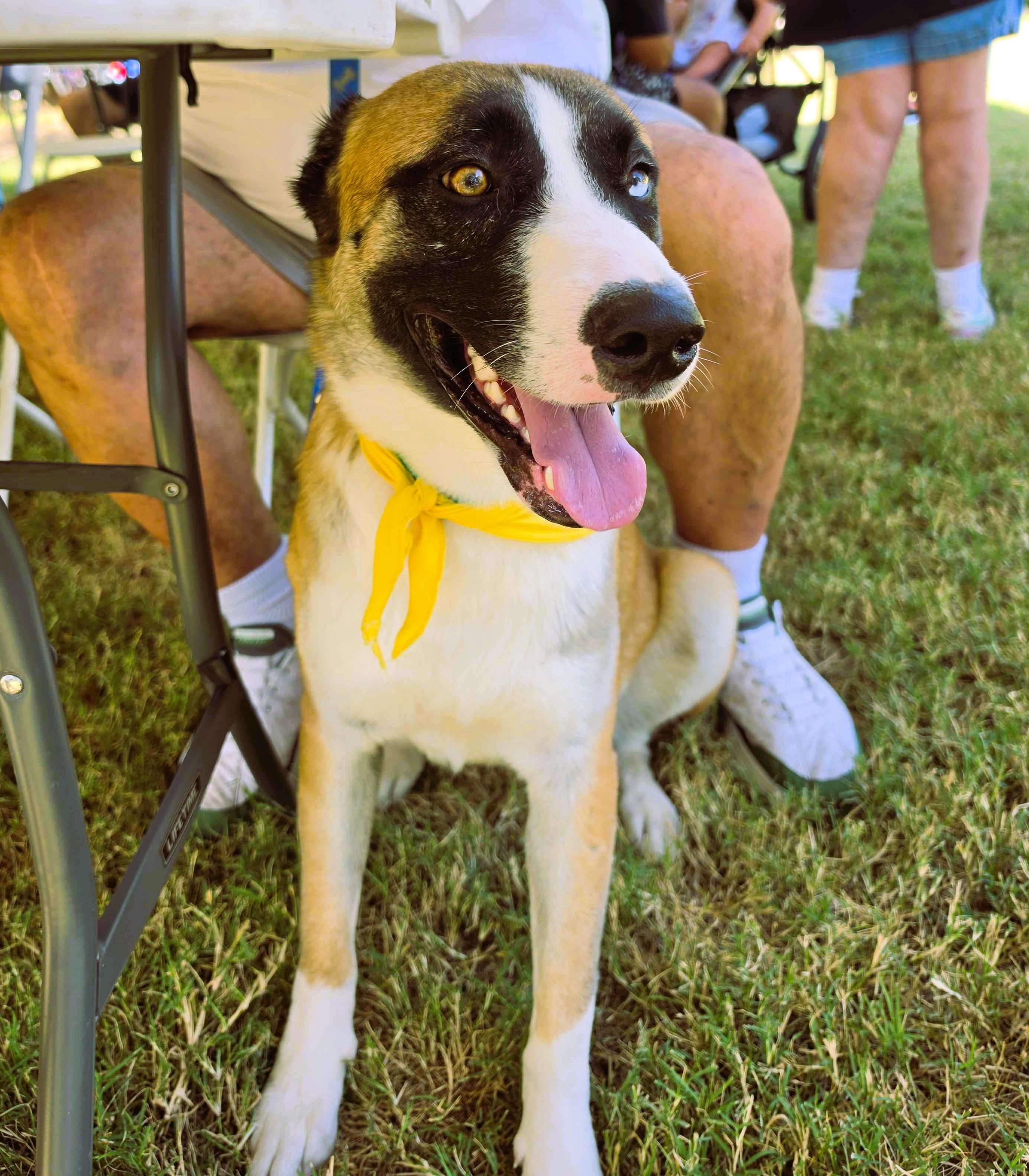 odin, a Adoptable mixed breed in Austin, TX image 5/6