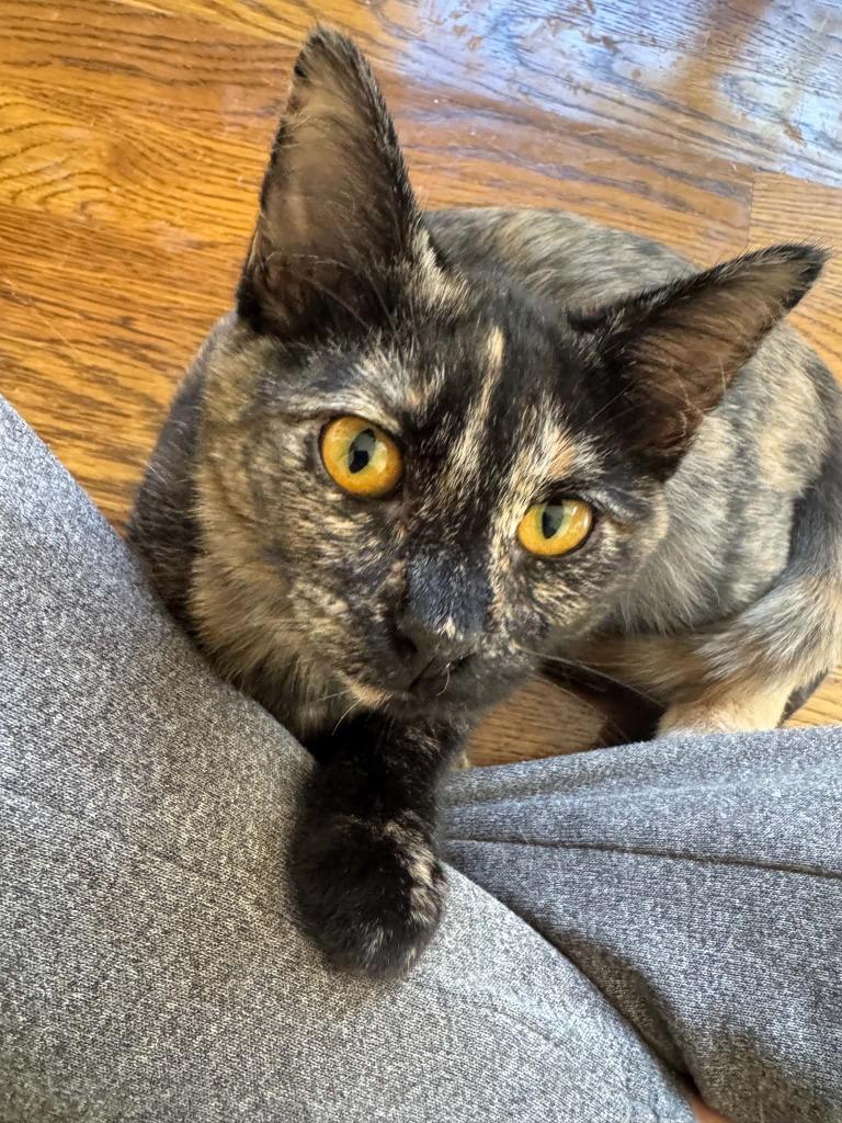 Jolene, Adoptable, Kitten Female Domestic Short Hair.