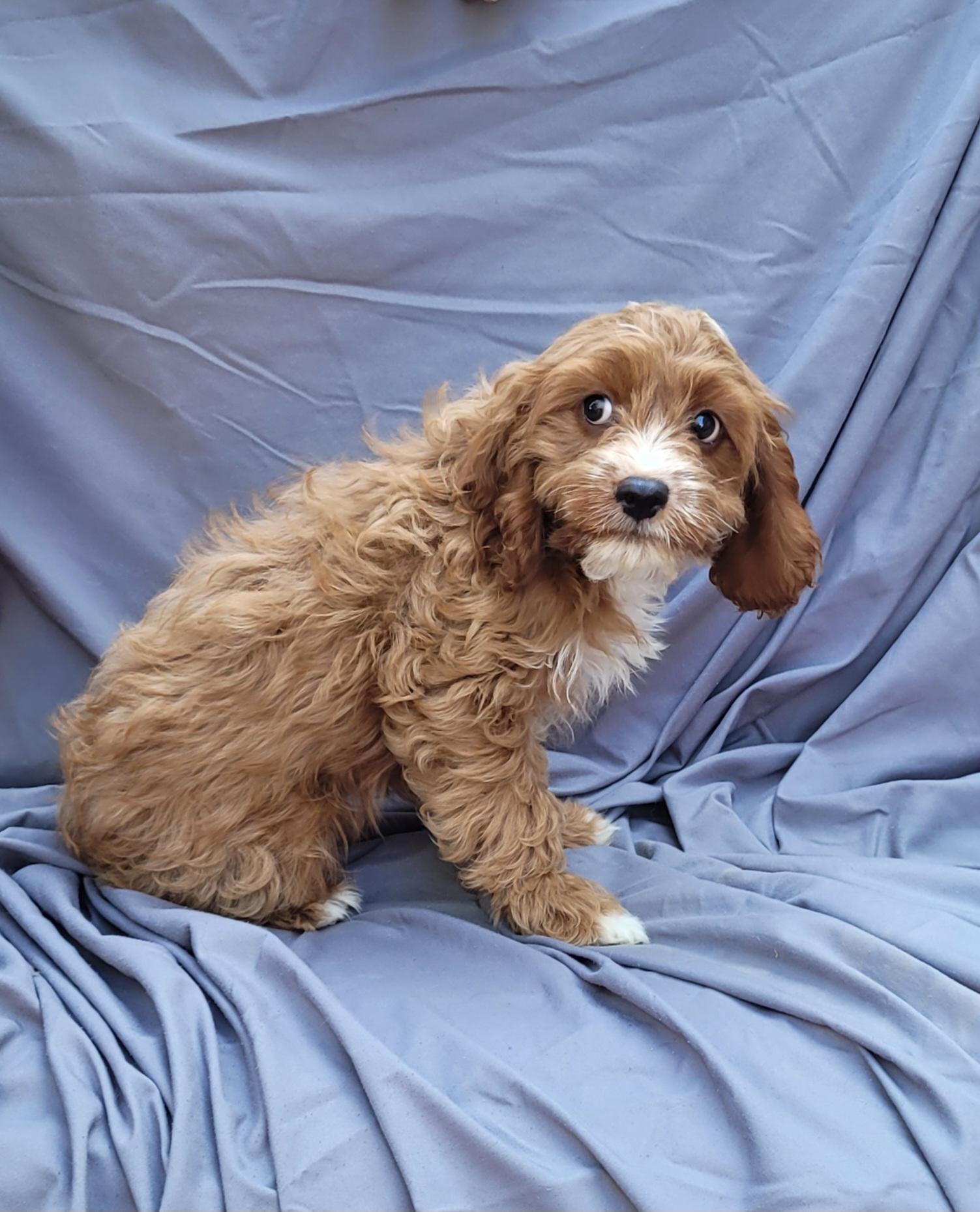 CHEDSTER, an adoptable Cavapoo in Woodsfield, OH, 43793 | Photo Image 3