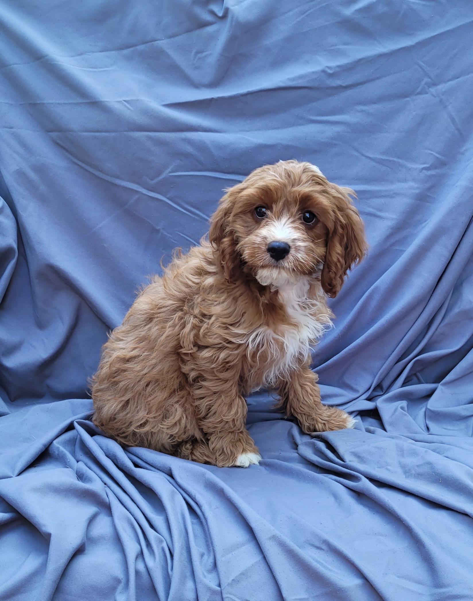 CHEDSTER, an adoptable Cavapoo in Woodsfield, OH, 43793 | Photo Image 1
