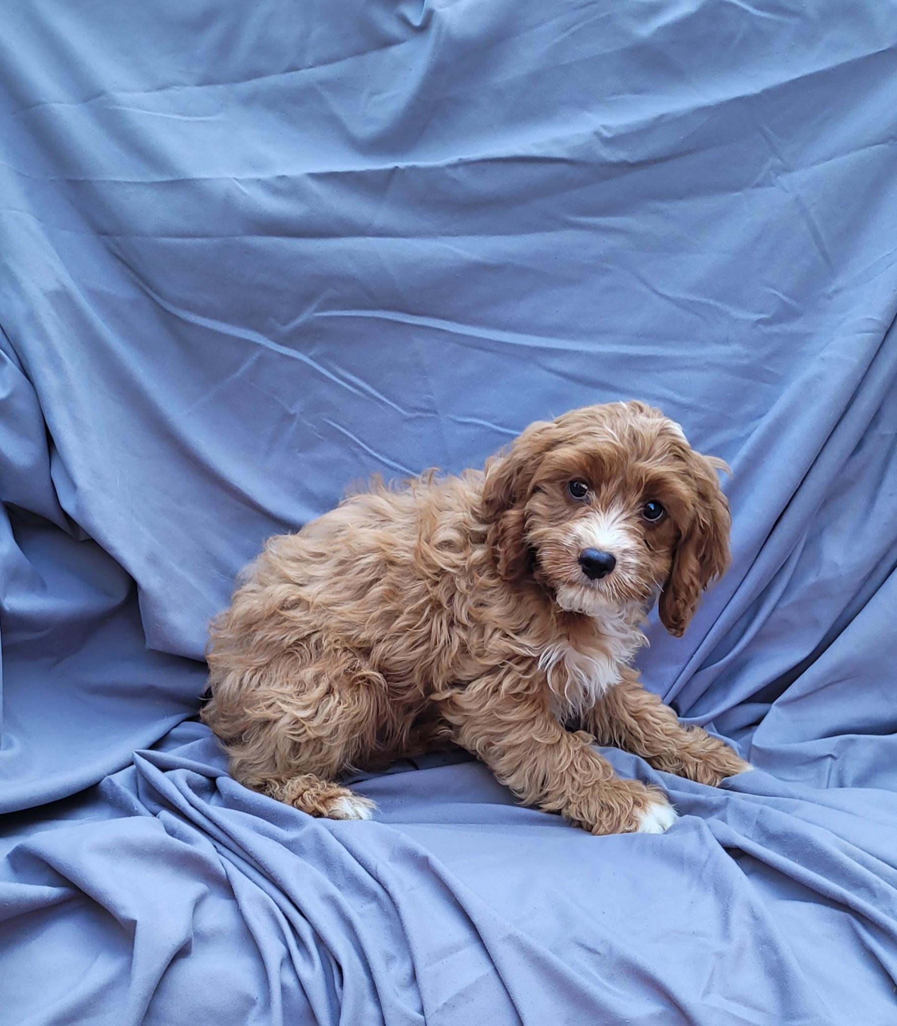 CHEDSTER, an adoptable Cavapoo in Woodsfield, OH, 43793 | Photo Image 2