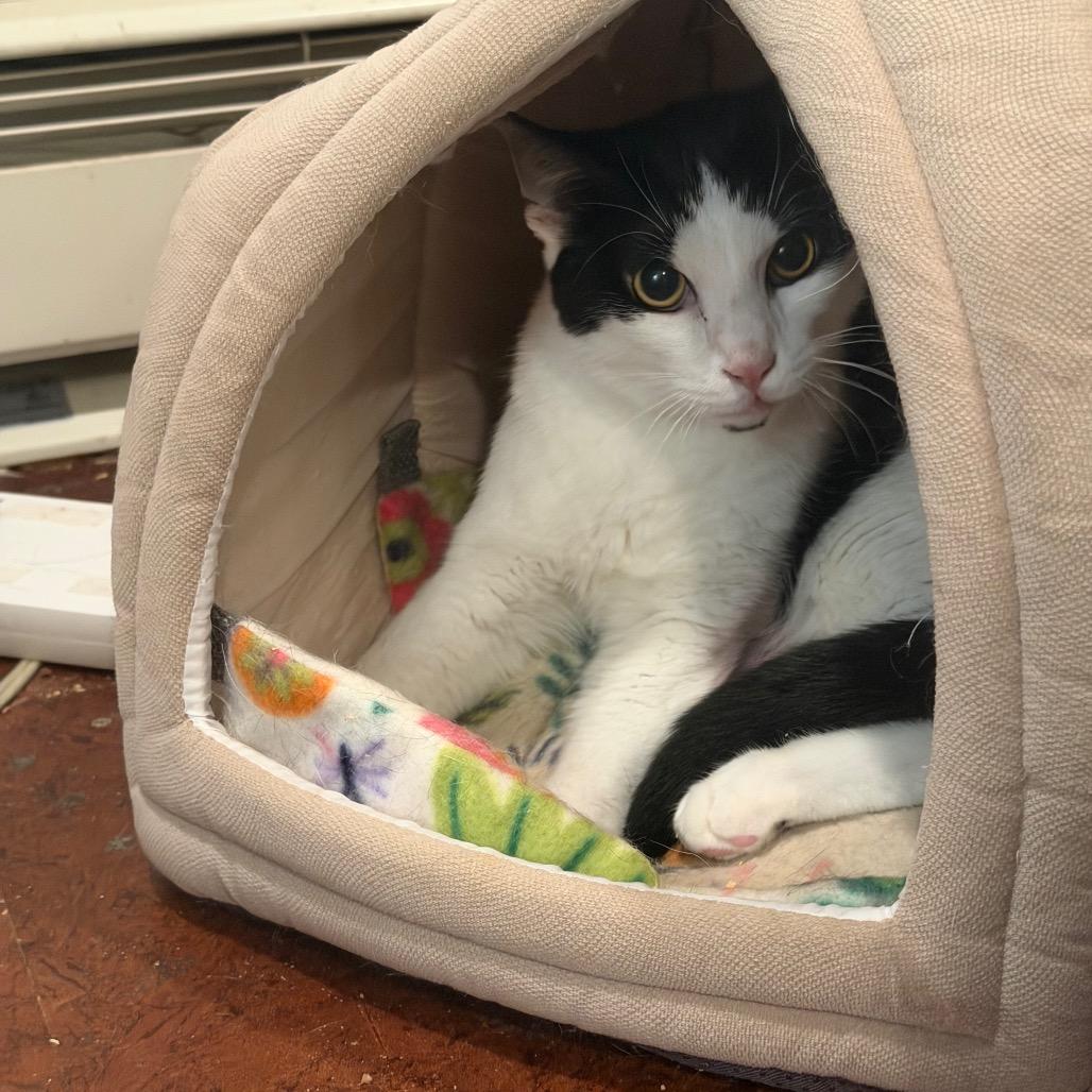 Andy, Adoptable, Young Male Domestic Short Hair.