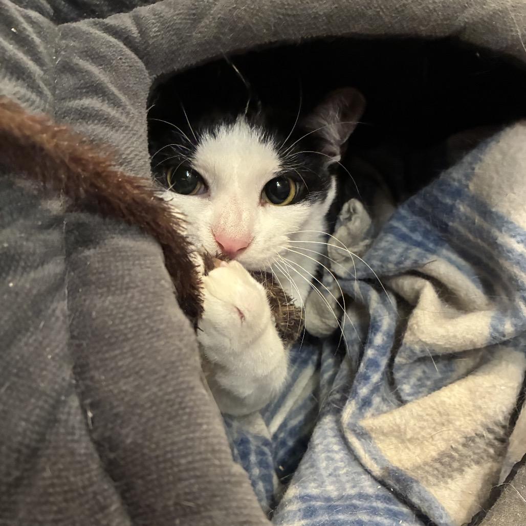 Enlarge Andy, a Adoptable Domestic Short Hair in SLIPPERY ROCK, PA image 4/6