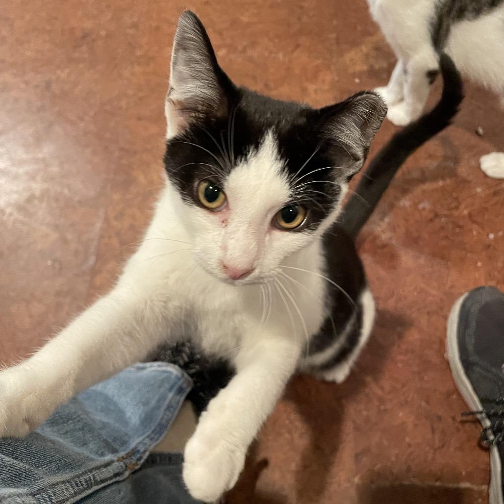 Enlarge Andy, a Adoptable Domestic Short Hair in SLIPPERY ROCK, PA image 5/6
