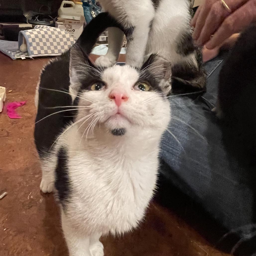 Enlarge Andy, a Adoptable Domestic Short Hair in SLIPPERY ROCK, PA image 6/6