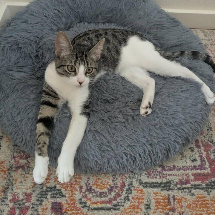 Enlarge Bonnie, an adopted Domestic Short Hair in Honolulu, HI image 3/4