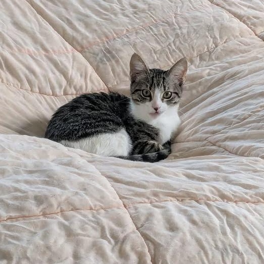 Bonnie, adopted, Kitten Female Domestic Short Hair.