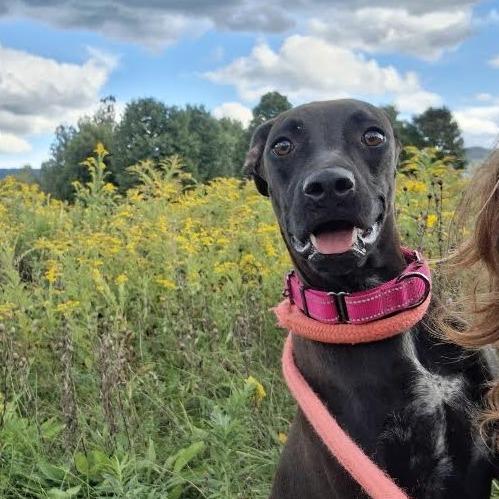 Enlarge Sally Acorn, a Adoptable Mixed Breed in Morrisville, VT image 1/6
