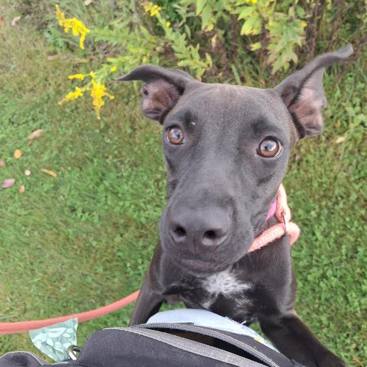 Enlarge Sally Acorn, a Adoptable Mixed Breed in Morrisville, VT image 2/6