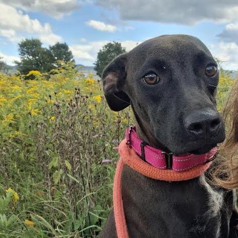 Enlarge Sally Acorn, a Adoptable Mixed Breed in Morrisville, VT image 3/6