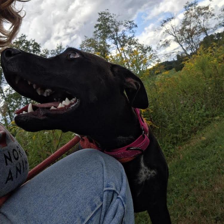 Enlarge Sally Acorn, a Adoptable Mixed Breed in Morrisville, VT image 4/6