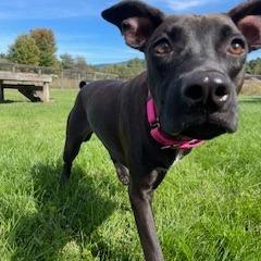 Enlarge Sally Acorn, a Adoptable Mixed Breed in Morrisville, VT image 5/6
