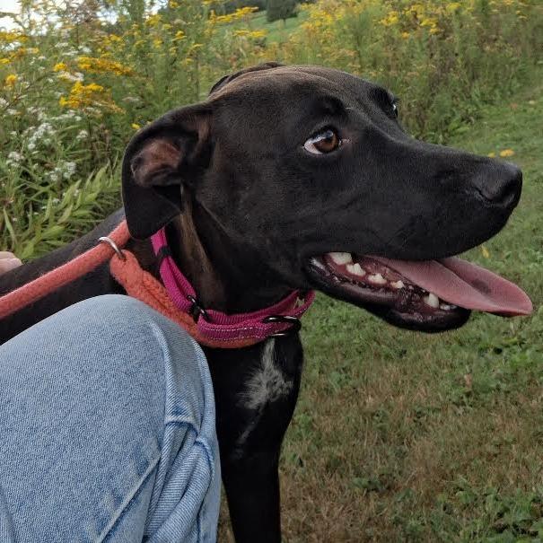 Enlarge Sally Acorn, a Adoptable Mixed Breed in Morrisville, VT image 6/6