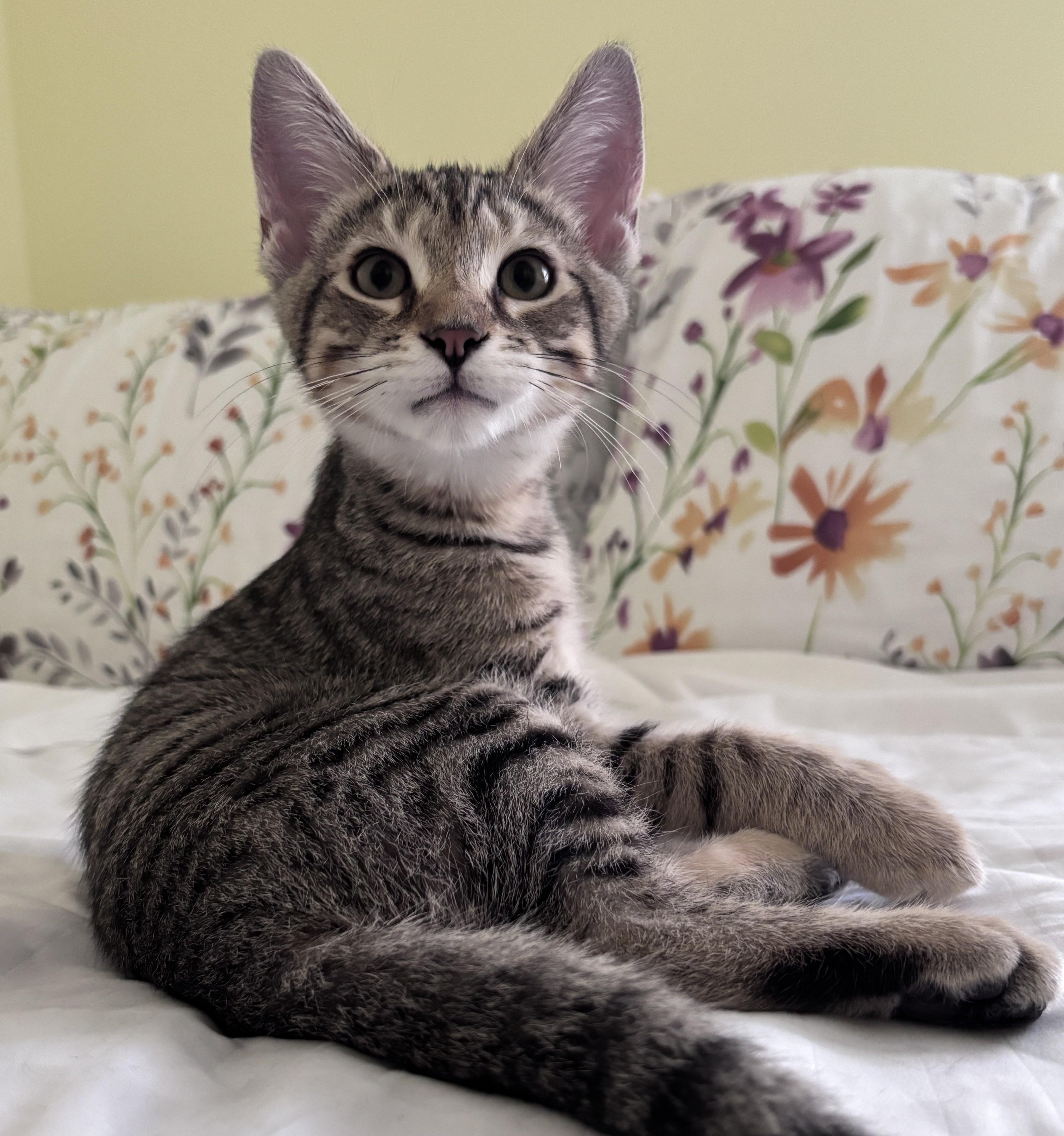 Bean, ADOPTABLE, Kitten Male Domestic Short Hair.