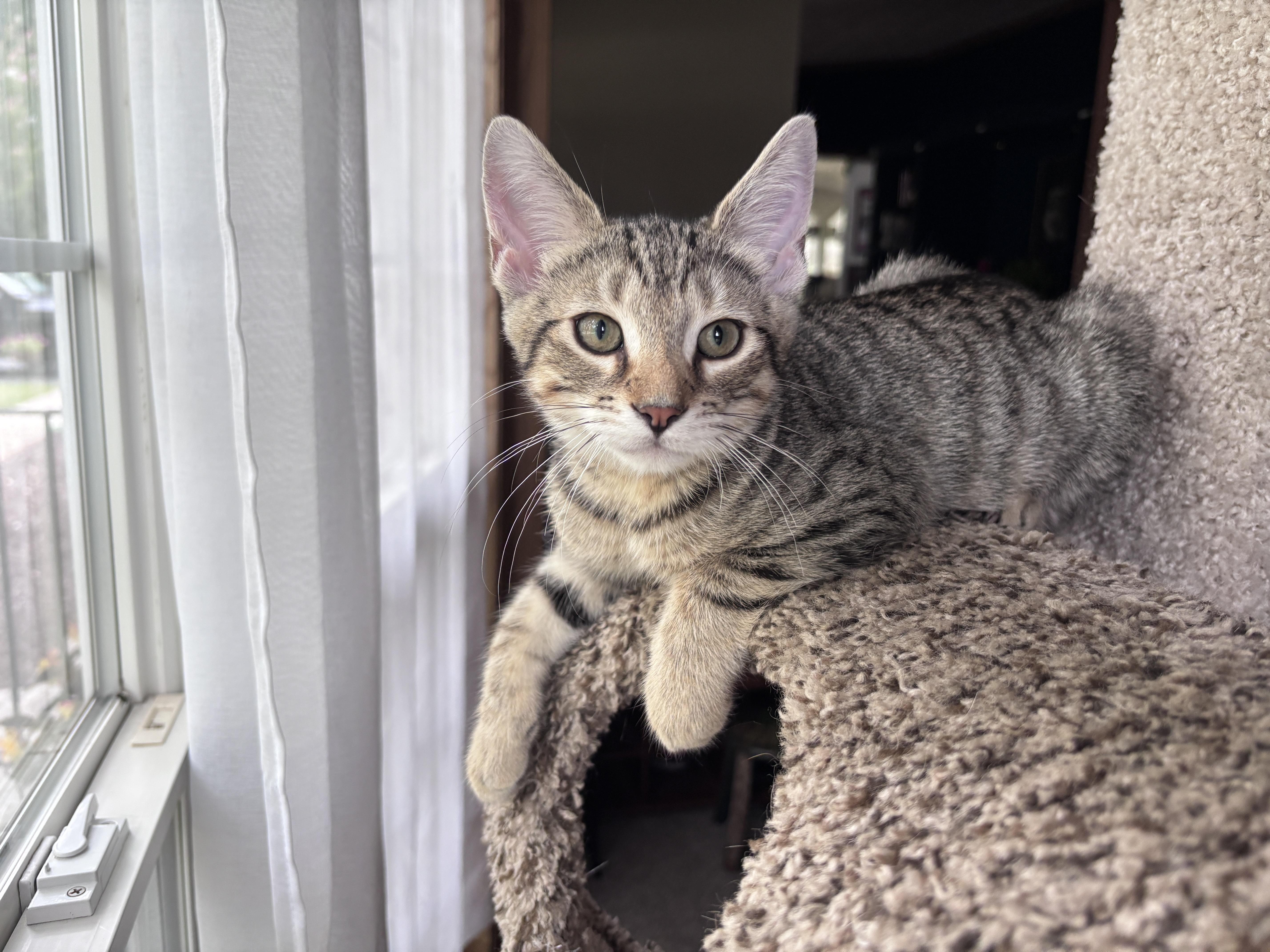 Enlarge Bean, a ADOPTABLE Domestic Short Hair in Dover, DE image 5/5