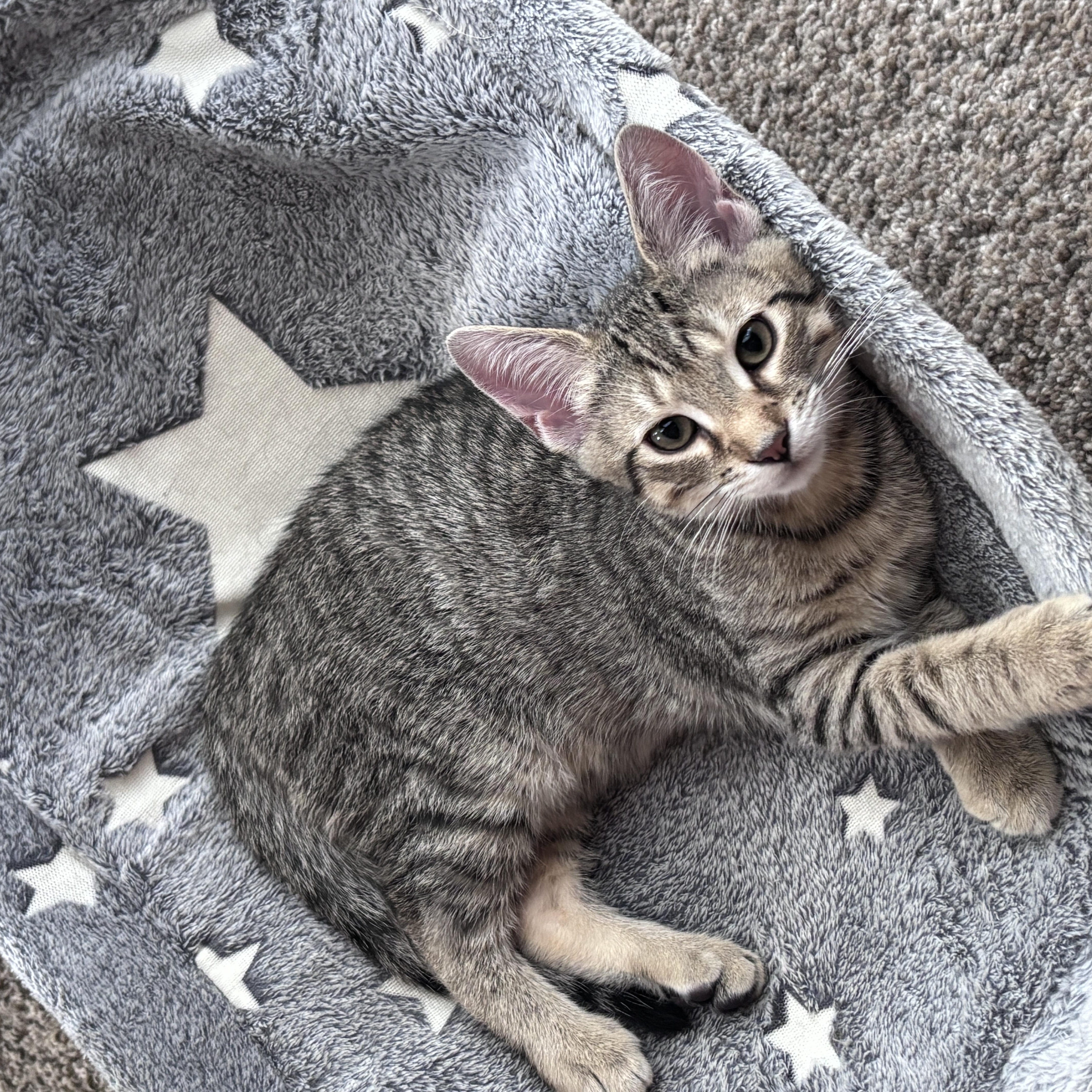 Enlarge Bean, a ADOPTABLE Domestic Short Hair in Dover, DE image 4/5