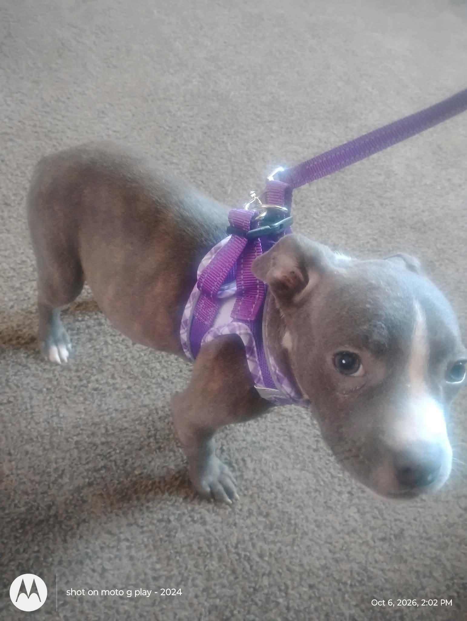 Violet, Adoptable, Young Female American Bully.