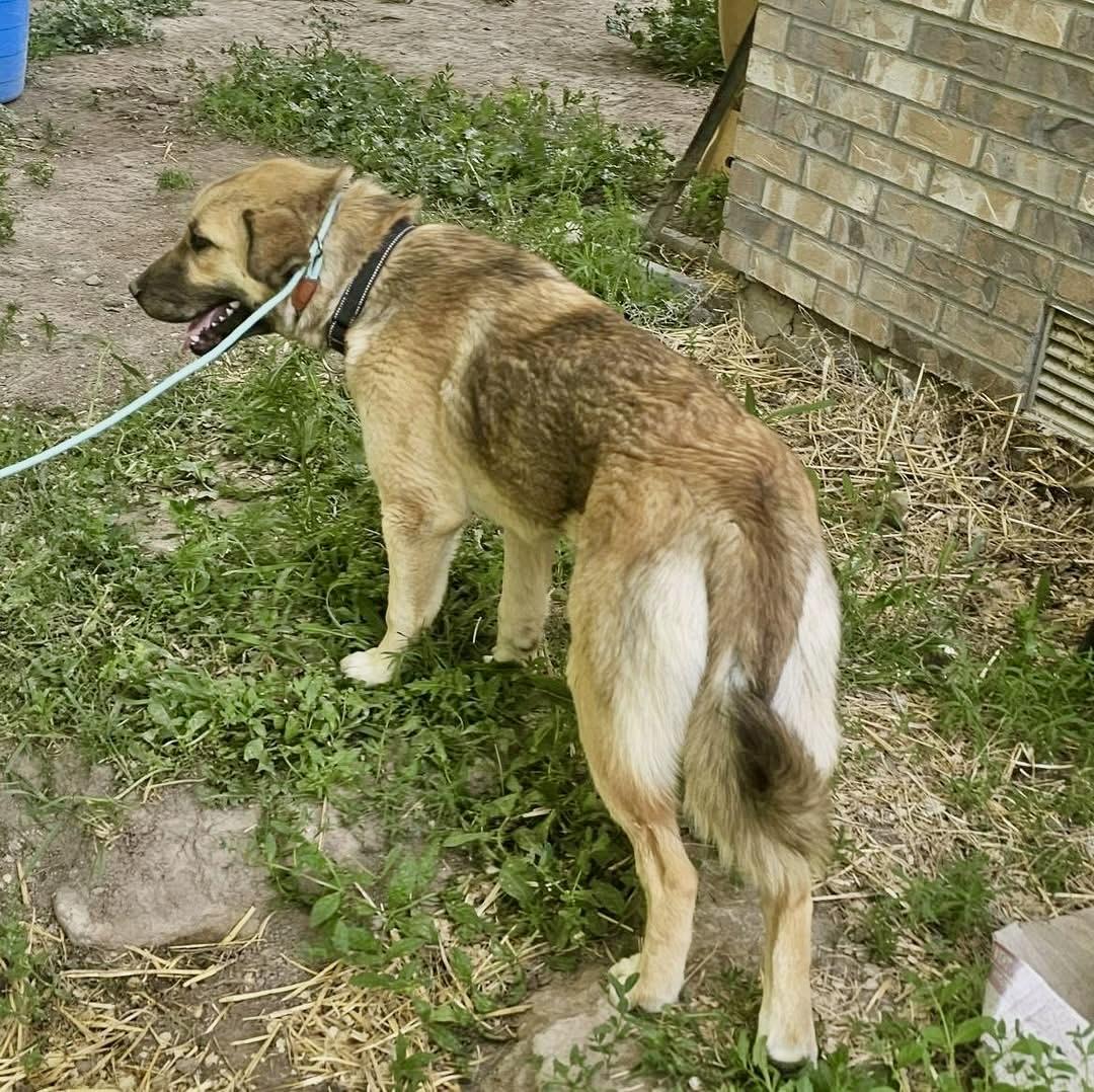 Ariel, a Adoptable mixed breed in Pocatello, ID image 4/5