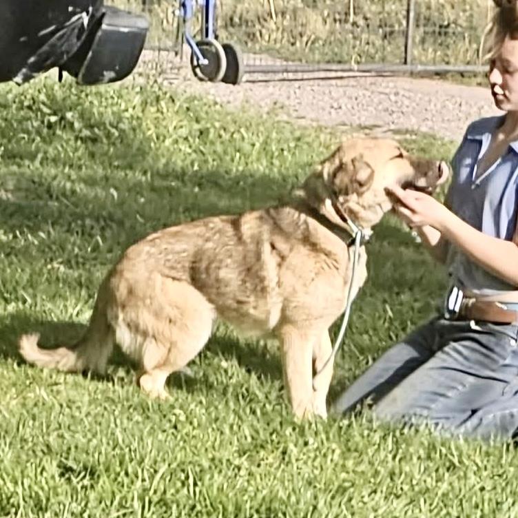 Ariel, a Adoptable mixed breed in Pocatello, ID image 3/5
