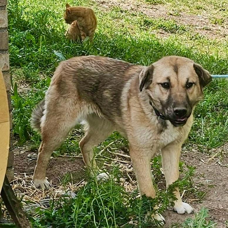 Ariel, a Adoptable mixed breed in Pocatello, ID image 1/5