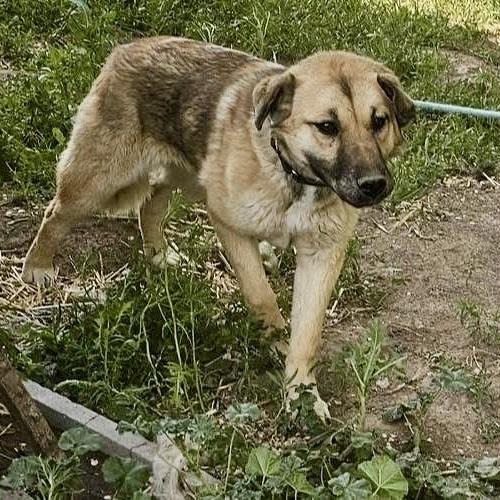 Ariel, a Adoptable mixed breed in Pocatello, ID image 2/5