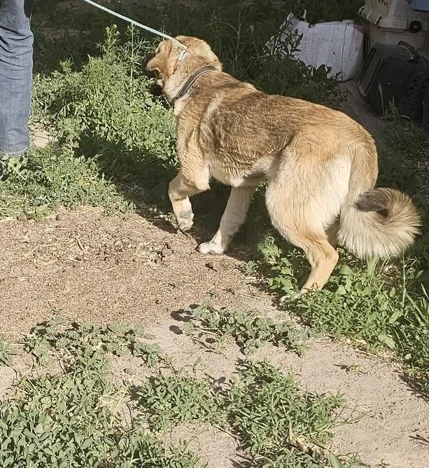 Ariel, a Adoptable mixed breed in Pocatello, ID image 5/5