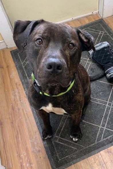 Enlarge Draco, a ADOPTABLE mixed breed in Oshawa, ON image 2/2