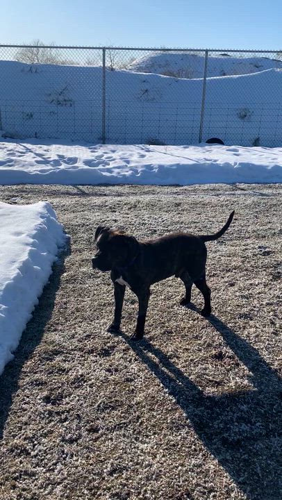Enlarge Draco, a ADOPTABLE mixed breed in Oshawa, ON video 1/2